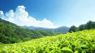 Munnar tour package
