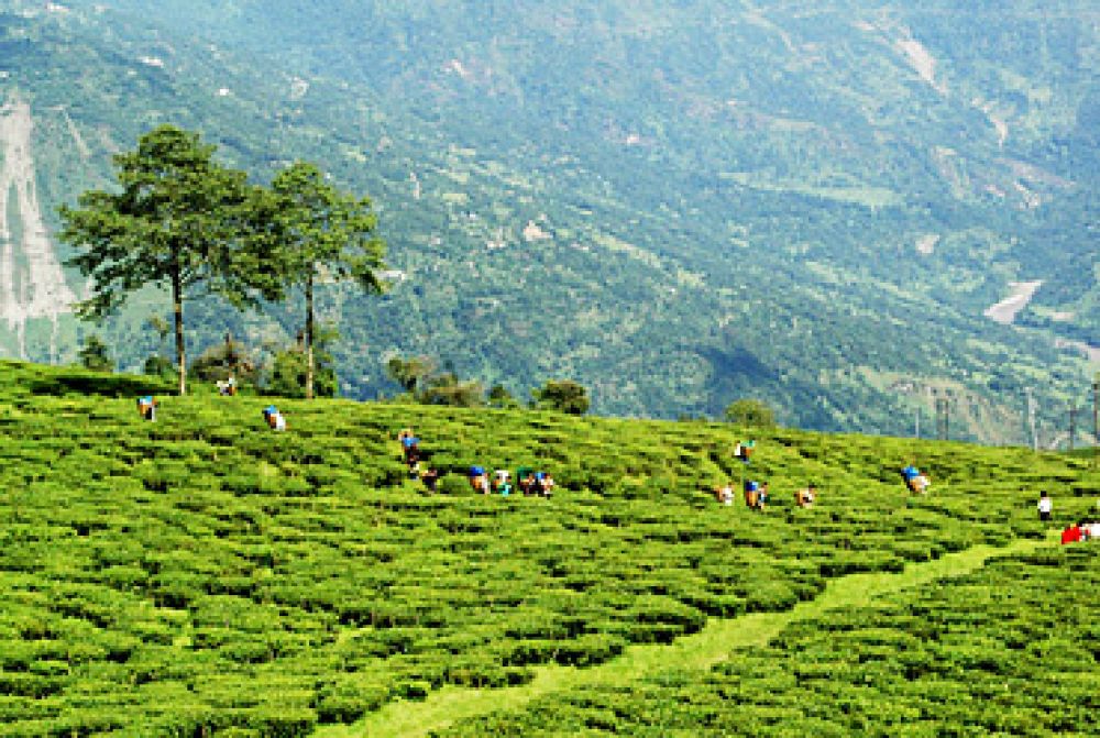 Temi Tea Garden