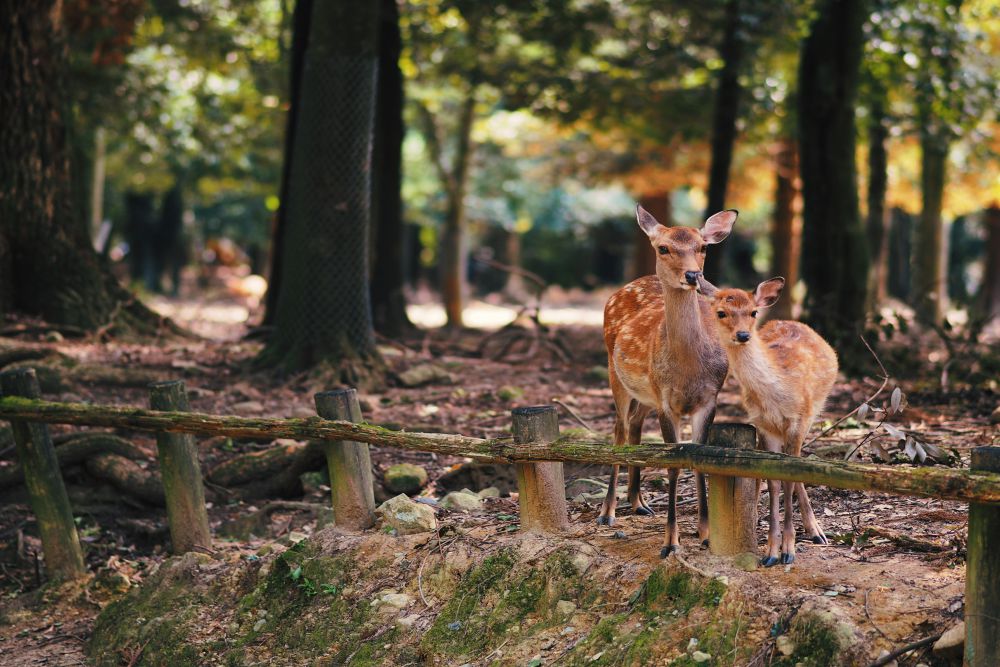 Deer Park and Zoo
