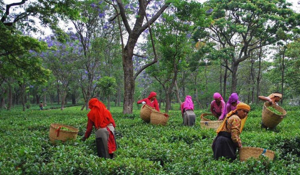 Bir Tea Factory