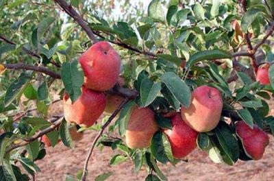 Kotgarh and Thanedhar (Apple Orchards)