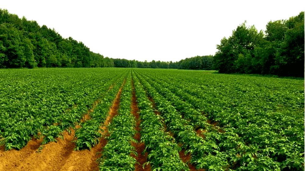 Potato Farm