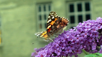 Butterfly Museum and Research Center