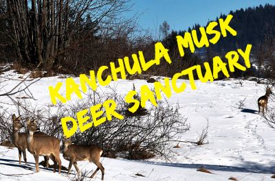 Kanchula Korak Musk Deer Sanctuary