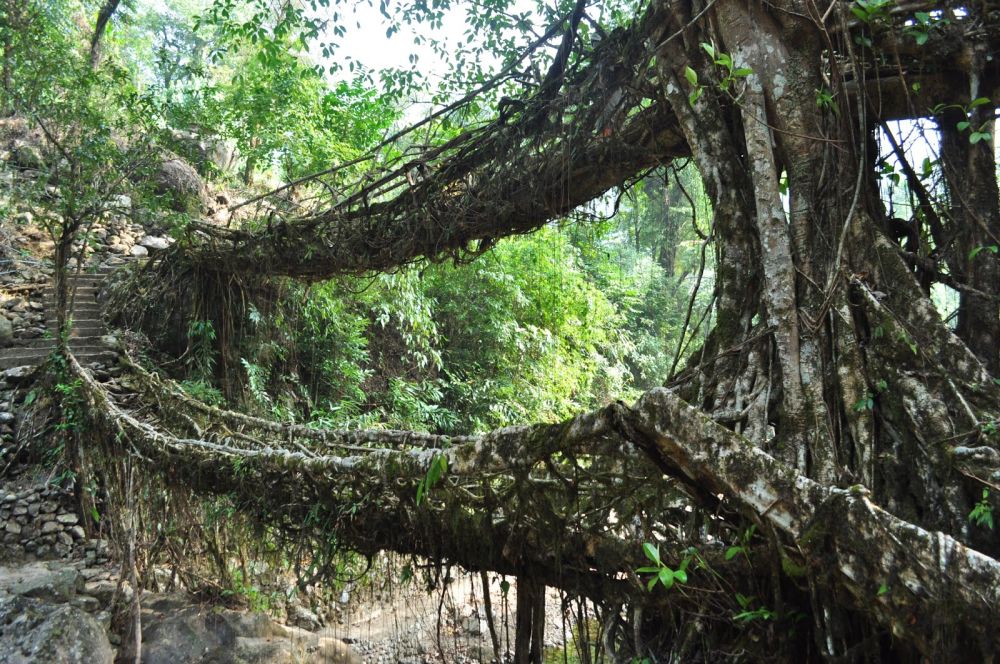 Double Decker Living Root Bridges