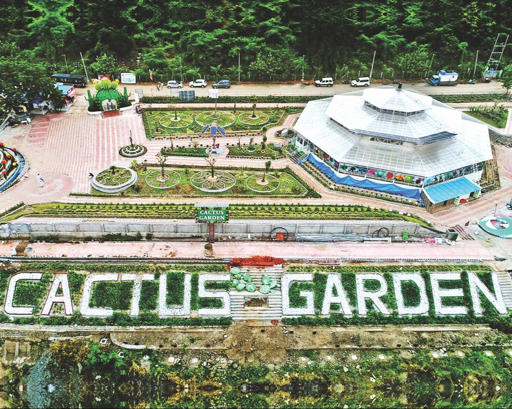 Cactus Garden