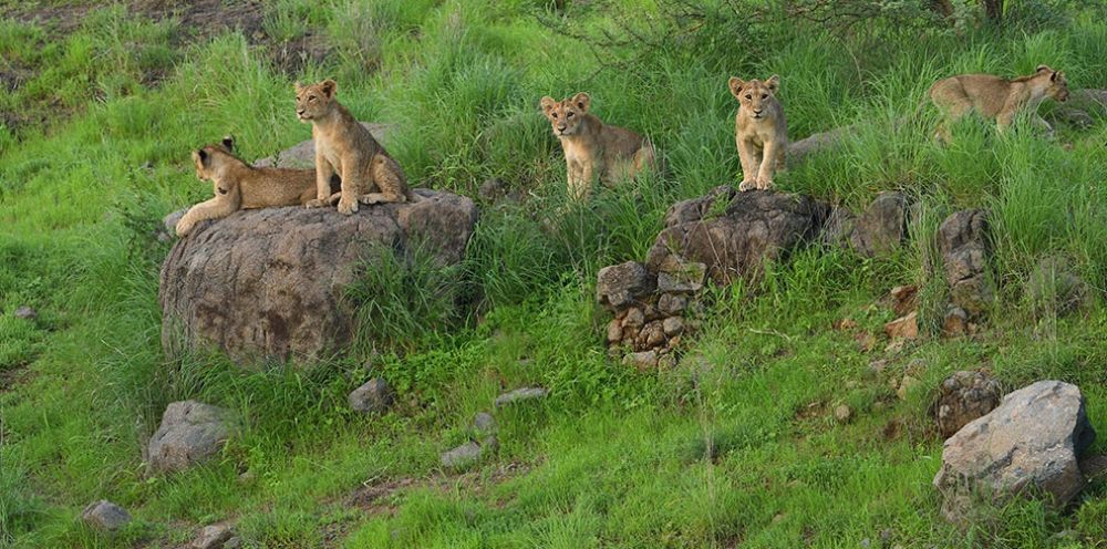 Gir National Park And Wildlife Sanctuary Tourism (Sasan Gir) (2024 ...