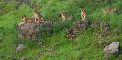 Gir National Park and Wildlife Sanctuary