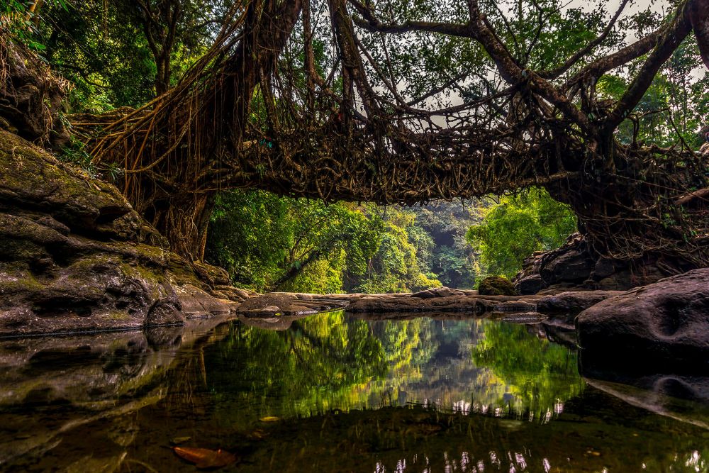 Living Root Bridge