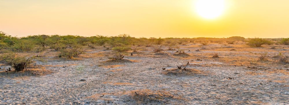 Kutch Desert Wildlife Sanctuary