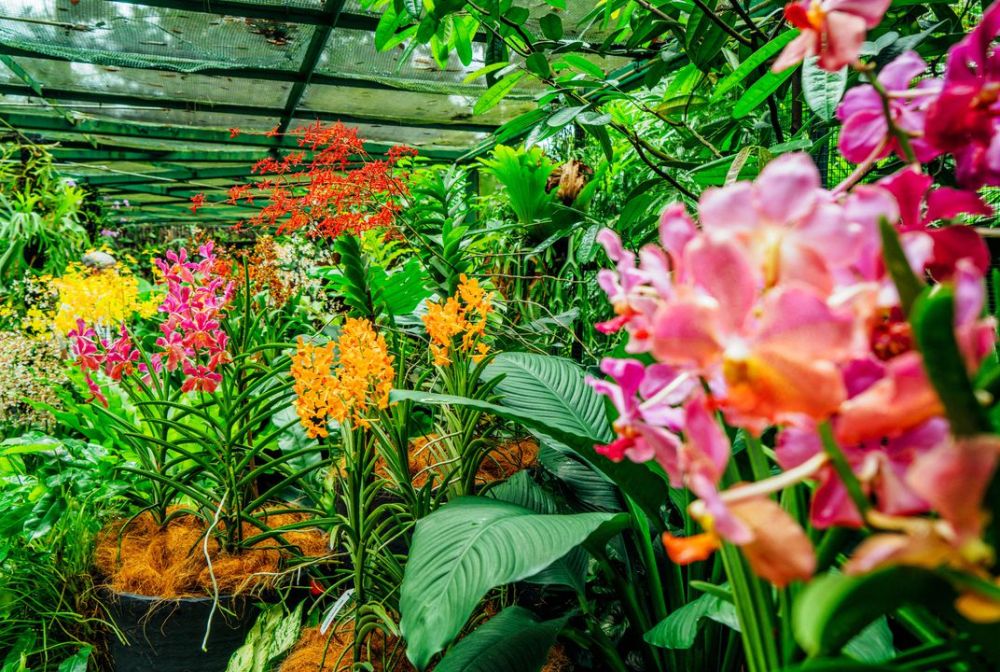 Orchid Garden Haflong
