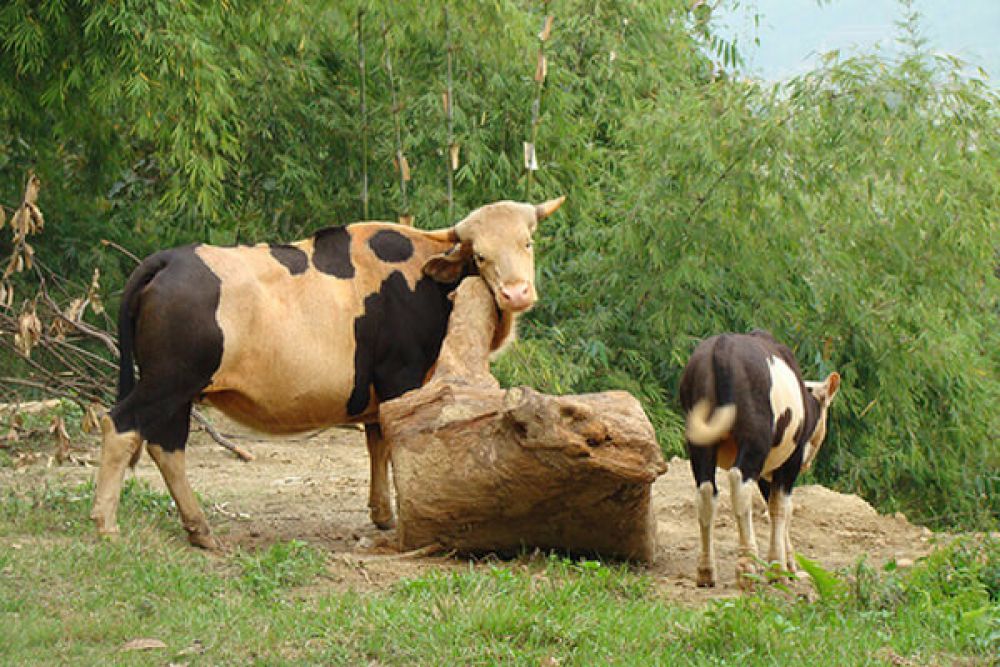 Mithun and Jersey Cross Breeding Farm