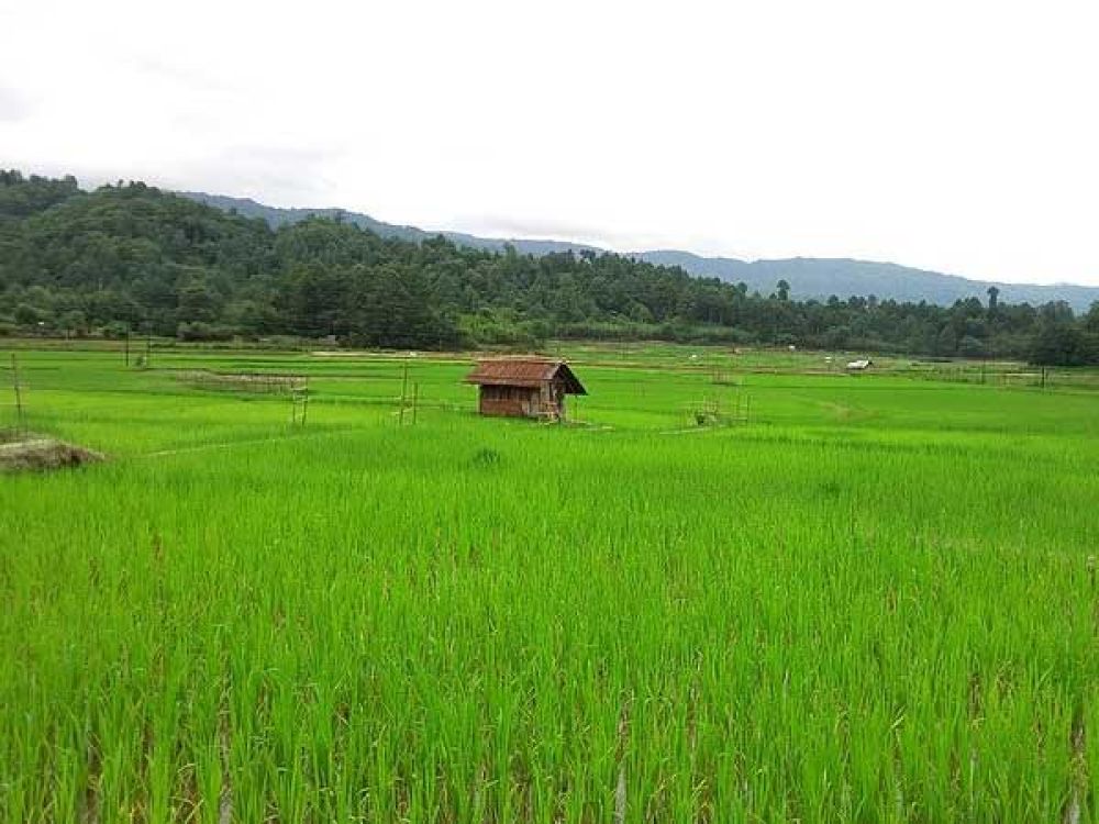 Ziro Paddy Fields