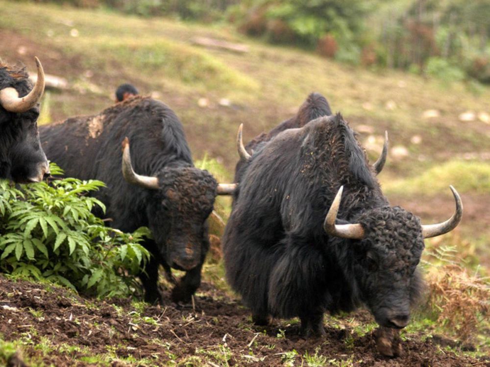 National Research Centre on Yak