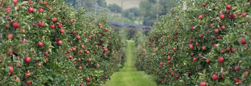 Apple Orchards Bomdila