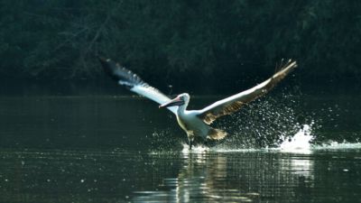 Water Bird Sanctuary Rameswaram
