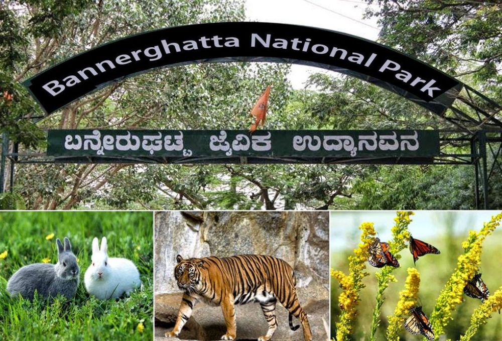 Bannerghatta National Park Tourism (Bangalore (Bengaluru)) (2024) A