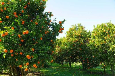 Orange Orchards Mirik