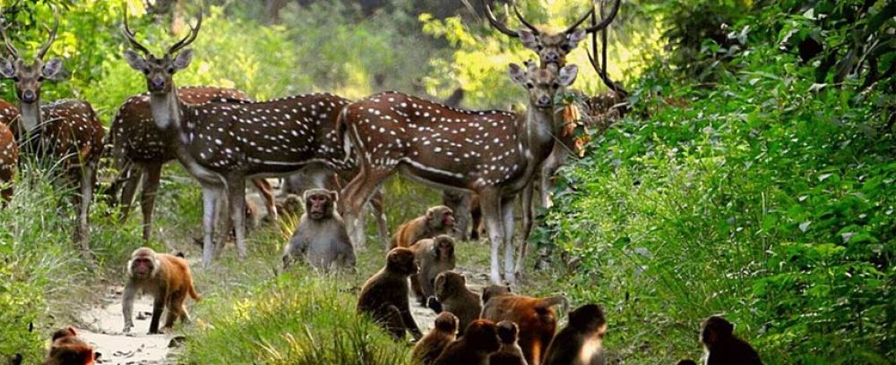 Halliday Island Wildlife Sanctuary