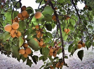Apricot Farms Turtuk