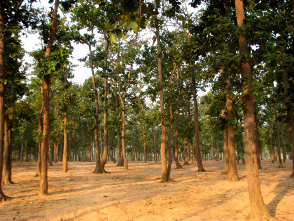 Sonajhuri Forest