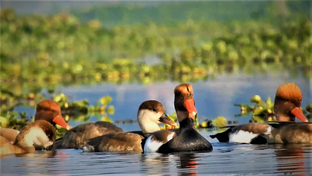 Rasikbil Bird Sanctuary