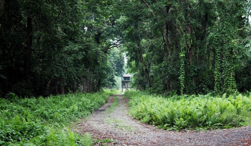 Chilapata Forest