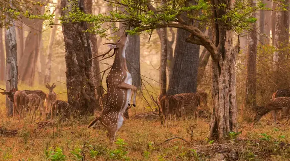 Gugarnal National Park