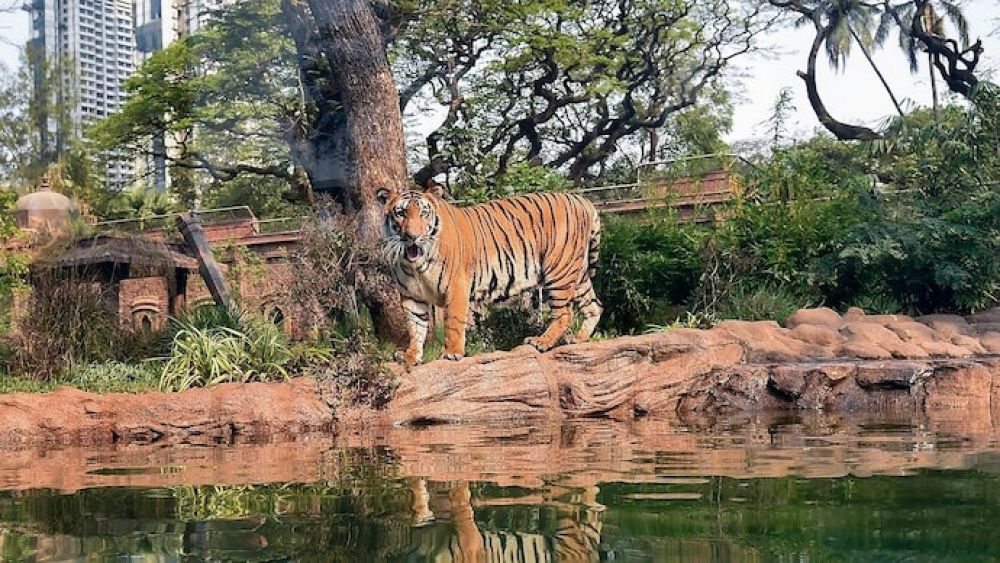 Delhi Zoo (Delhi) FAQs In 2024