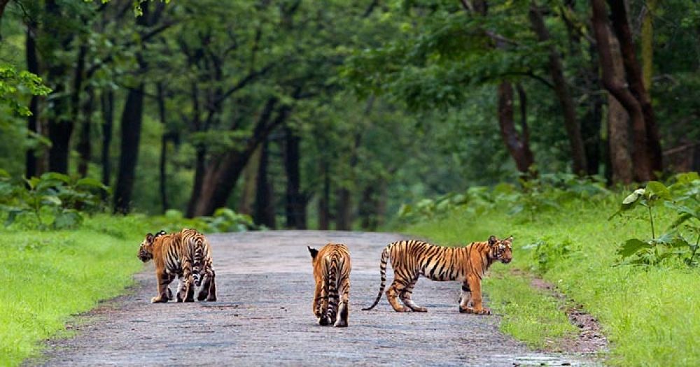 Tadoba Andhari Tiger Reserve