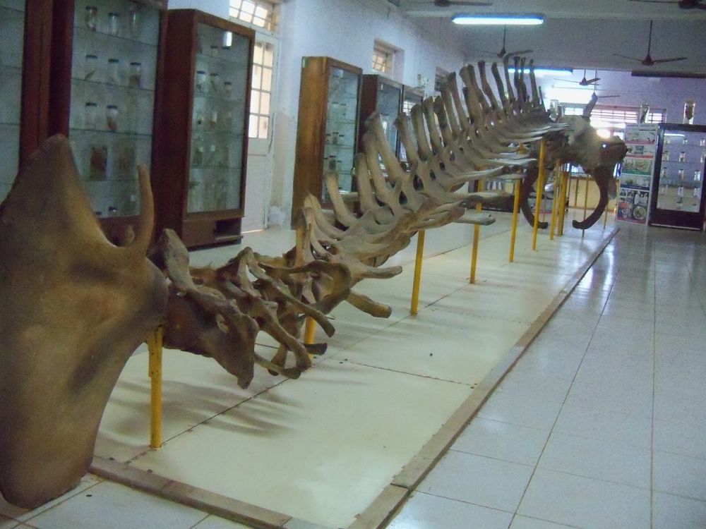 Ratnagiri Marine Museum