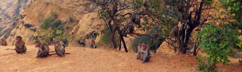 Monkey Point Matheran