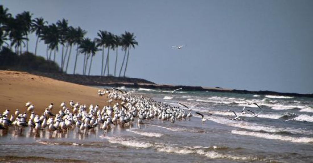 Devbagh Beach