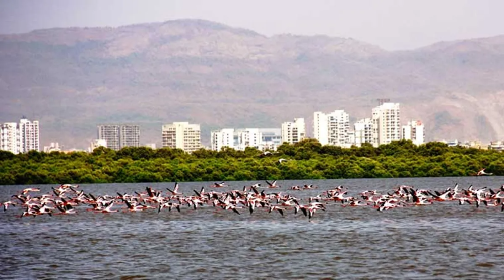 Thane Creek Flamingo Sanctuary