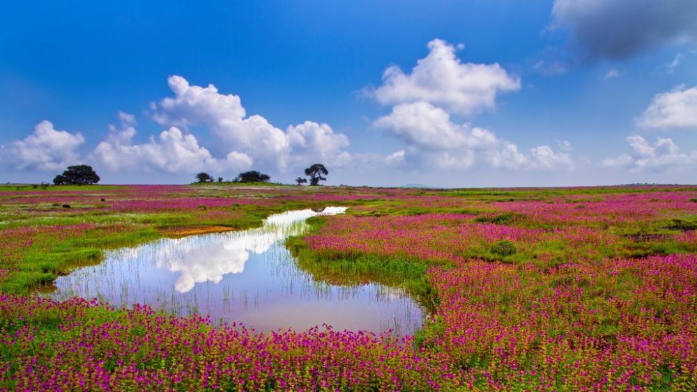 Kaas Plateau