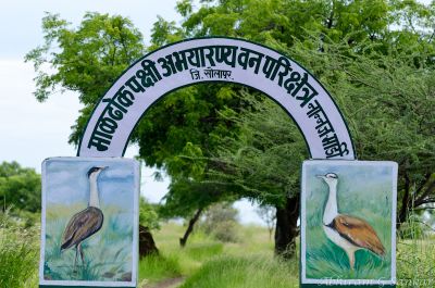Great Indian Bustard Sanctuary Solapur