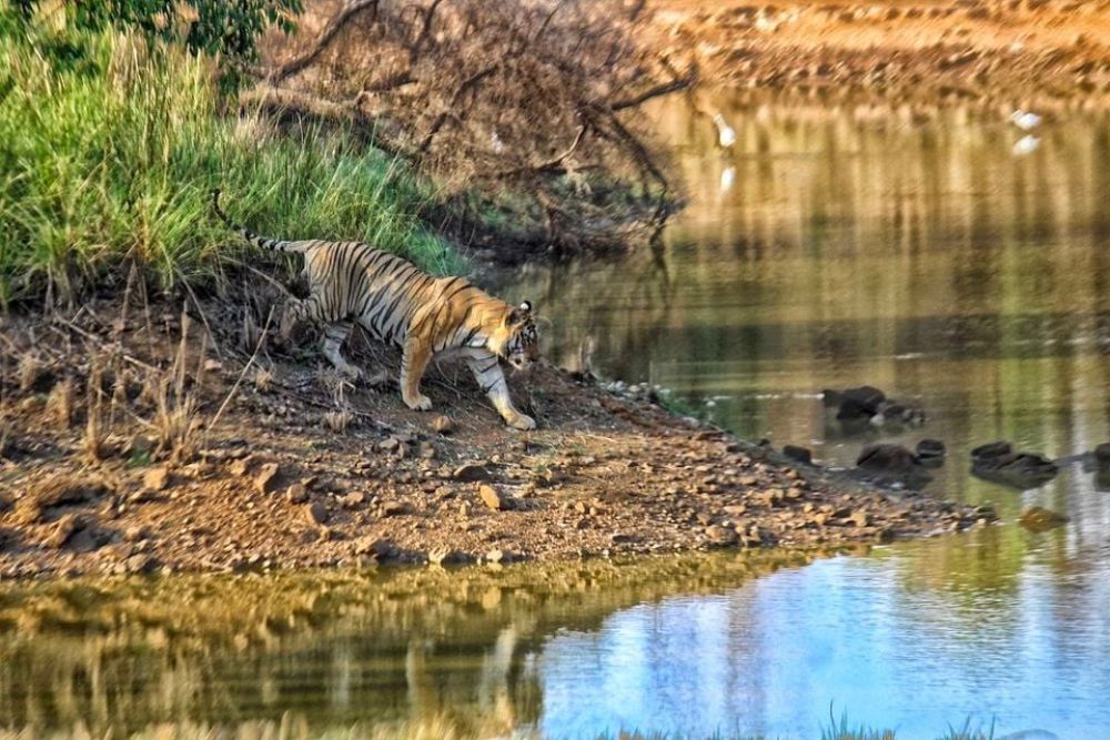 Tadoba Lake