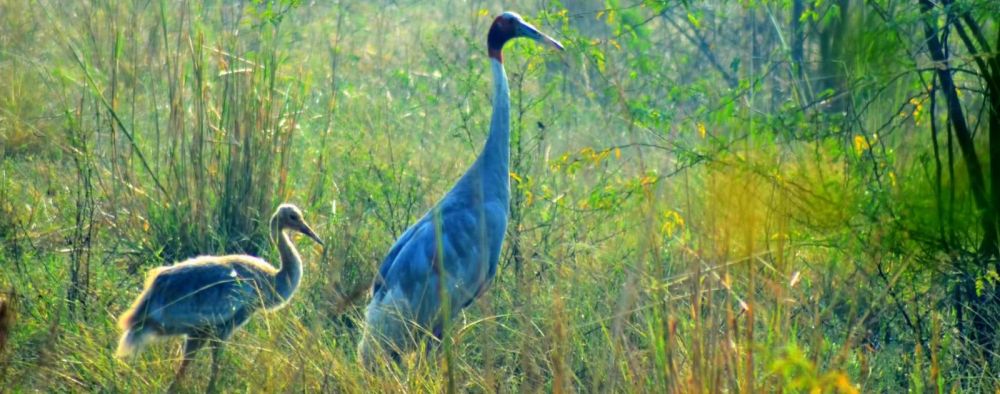 Salim Ali Bird Sanctuary