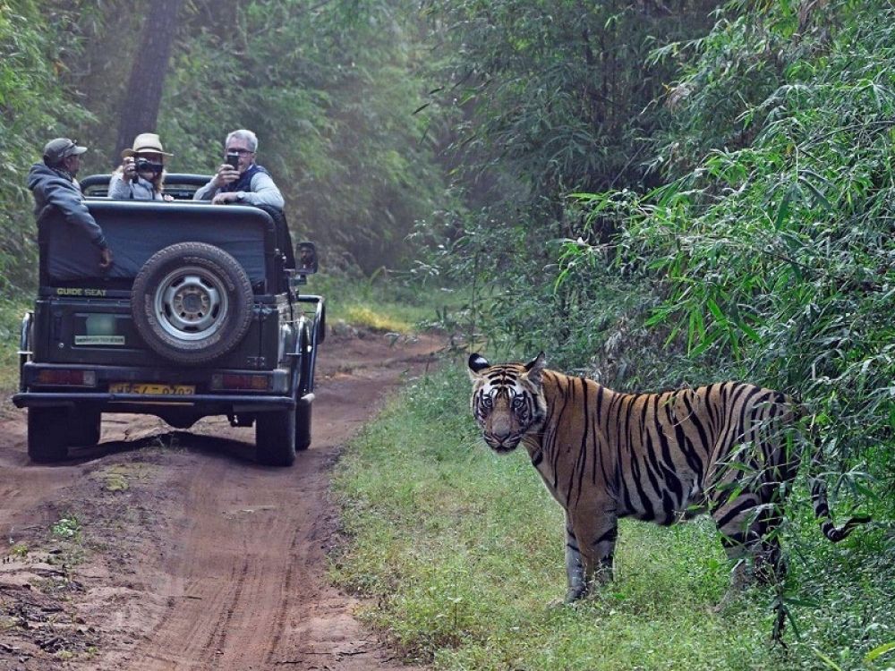 Satpura Tiger Reserve Tourism (Satpura National Park) (2024 - 2025) - A  Complete Travel Guide