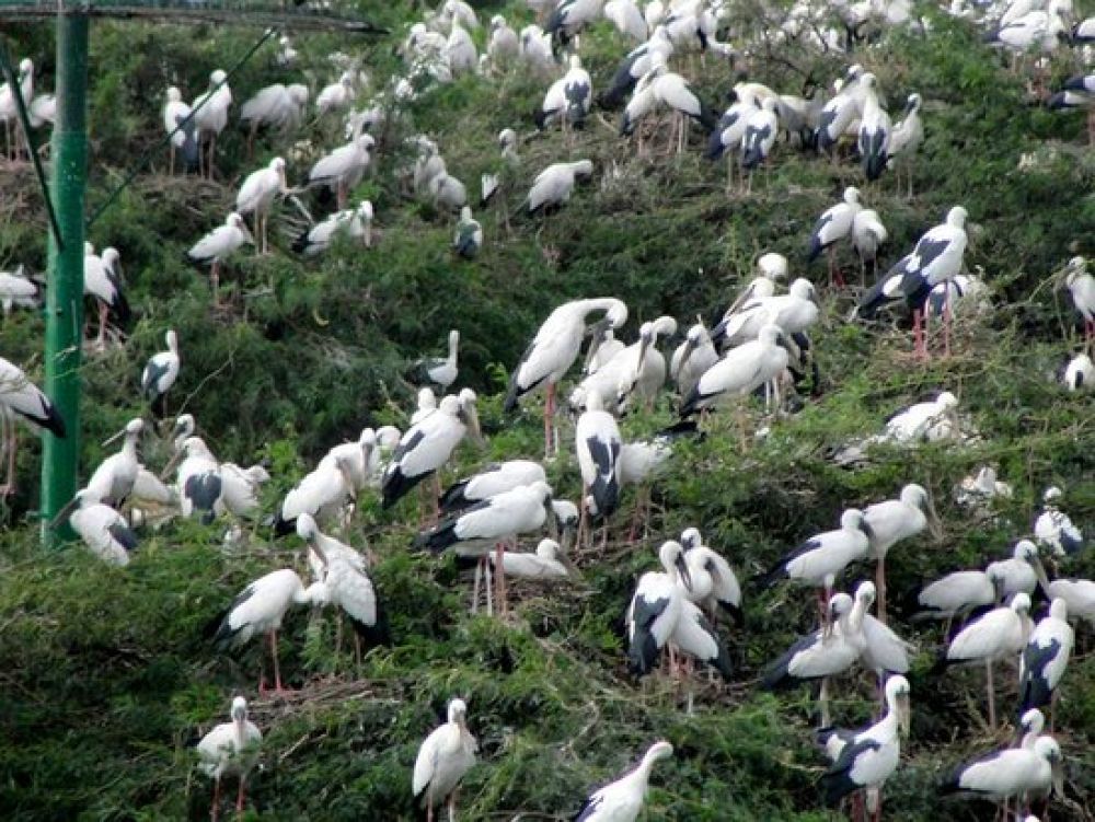 Uppalapadu Bird Sanctuary