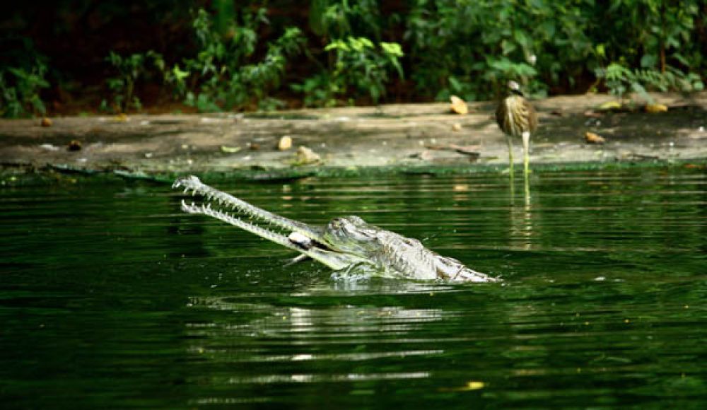 Sri Venkateswara Wildlife Sanctuary