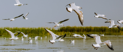 Telineelapuram and Telukunchi Bird Sanctuaries