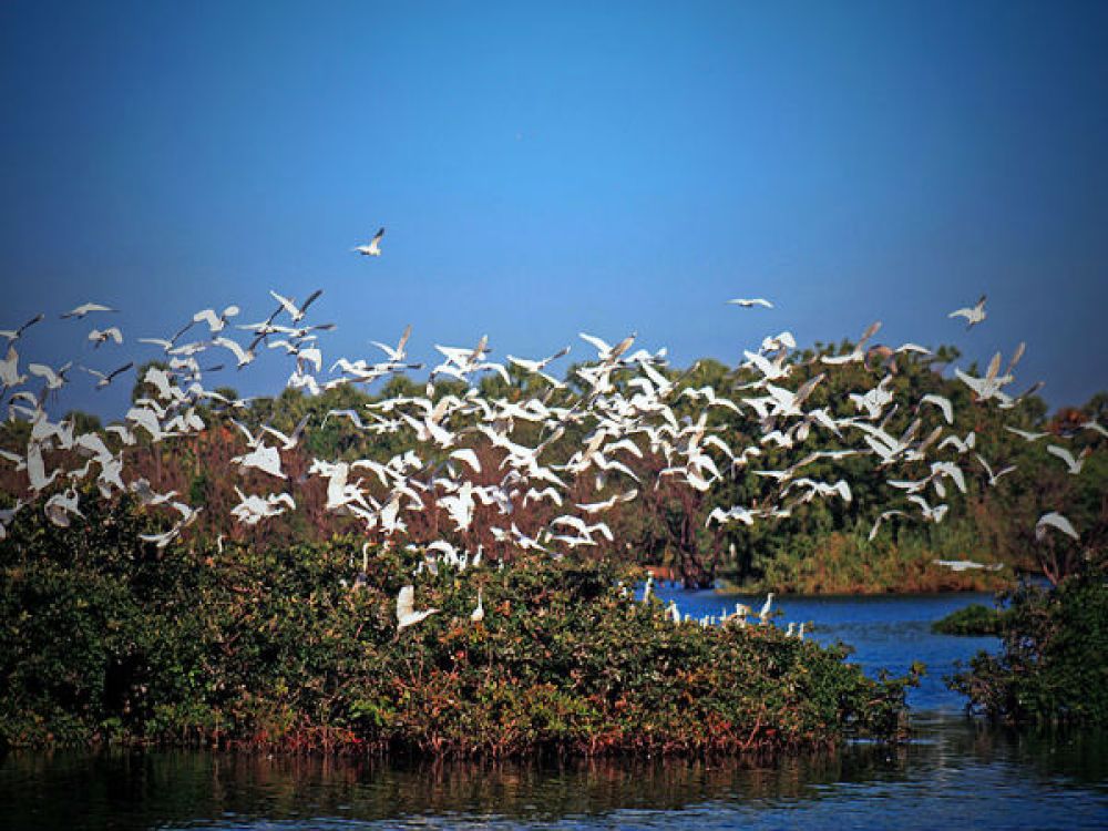 Nelapattu Bird Sanctuary