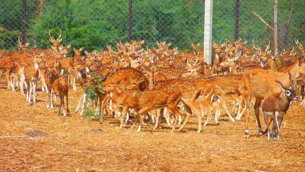 Deer Park Karimnagar