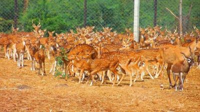 Deer Park Karimnagar