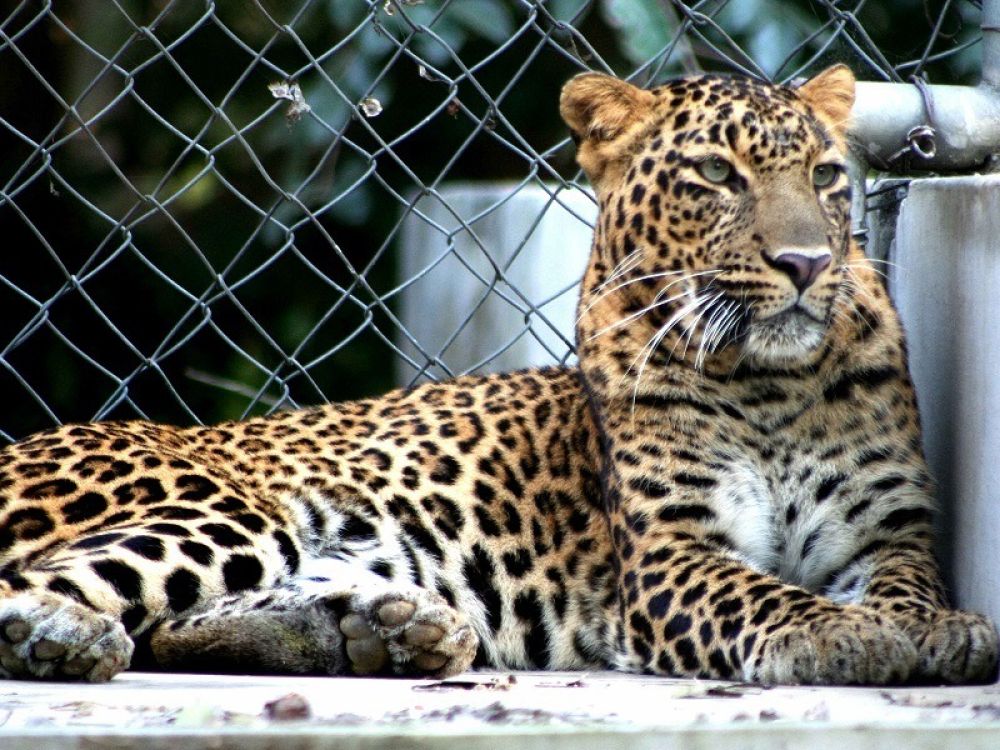 Allen Forest Zoo (Kanpur Zoo)