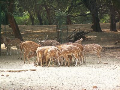 Deer Park (Rishi Park)