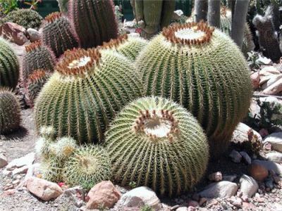 Cactus Garden Panchkula