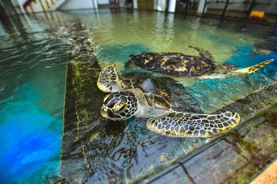 Sea Turtle Hatchery