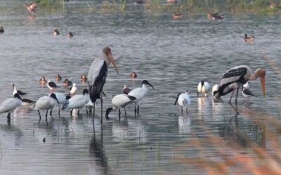 Sultanpur National Park Bird Sanctuary